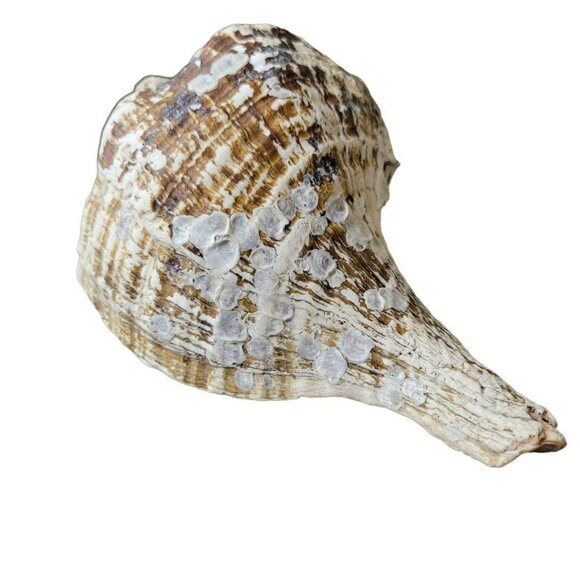 Real Conch Shell 10 inches Long Old Weathered Porous - Picture 7 of 11
